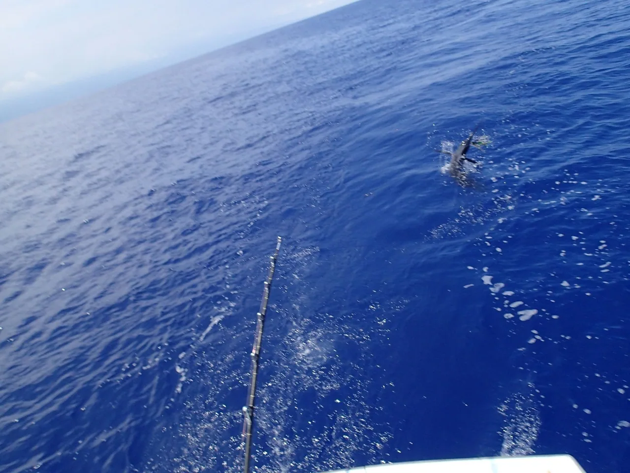A dolphin is swimming in the ocean near a boat