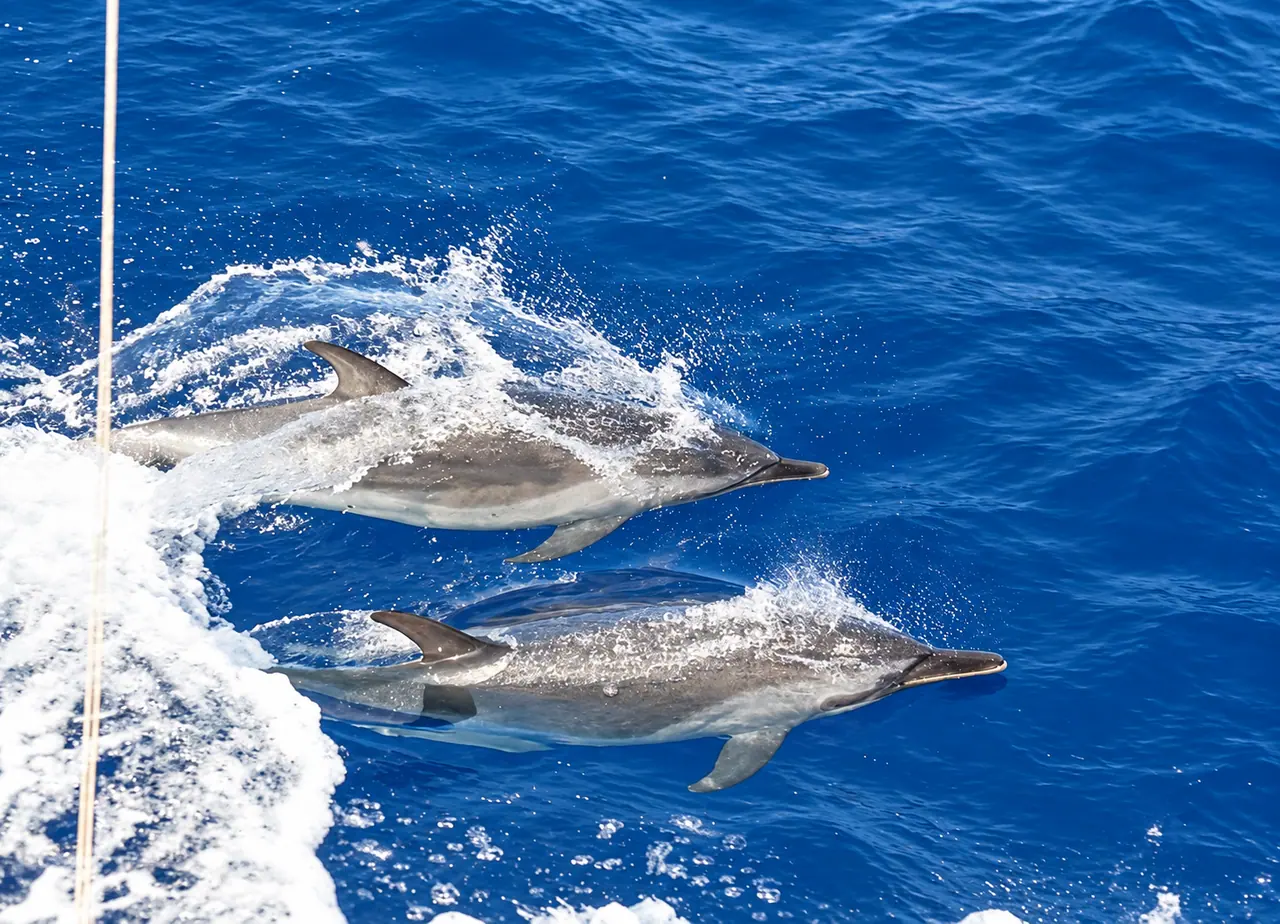 Two dolphins swimming beside a fishing charter boat in Kona waters