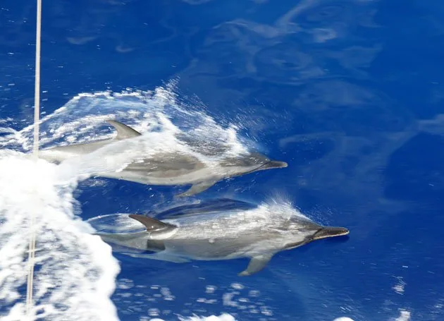 Two dolphins swimming beside a fishing charter boat in Kona waters